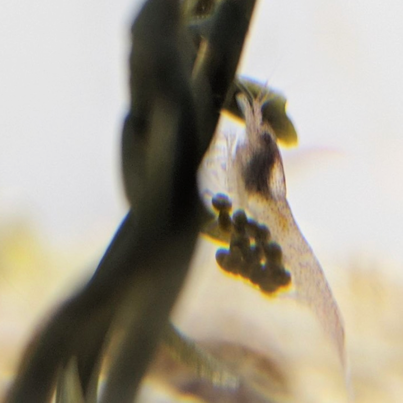 Креветка с икрой 2